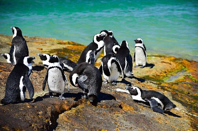 Penguin Sanctuary